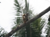 Dutzende von Squirrel-Monkeys, Totenkopf-Äffchen