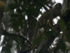 Dutzende von Squirrel-Monkeys, Totenkopf-Äffchen