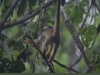 Dutzende von Squirrel-Monkeys, Totenkopf-Äffchen