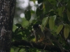 Dutzende von Squirrel-Monkeys, Totenkopf-Äffchen