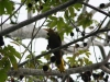 Oropendola, fast täglich gehört, selten gesehen