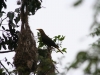 Oropendola, fast täglich gehört, selten gesehen