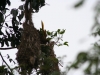 Oropendola, fast täglich gehört, selten gesehen