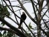 Oropendola, fast täglich gehört, selten gesehen