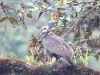 Auf dem Rückweg: Raubvogel, vermutlich junger Adler