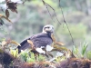 Auf dem Rückweg: Raubvogel, vermutlich junger Adler