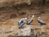 Die ersten Vögel auf dem Weg zu den Islas Ballestas