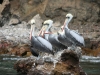 Die ersten Vögel auf dem Weg zu den Islas Ballestas
