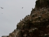 Islas Ballestas, Vogelparadies