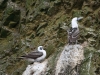 Islas Ballestas, Vogelparadies