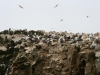 Islas Ballestas, Vogelparadies