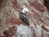 Islas Ballestas, Vogelparadies