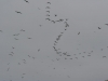 Islas Ballestas, Vogelparadies