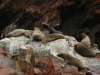 Islas Ballestas, Seelöwen, Robben