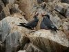 Islas Ballestas, Vogelparadies