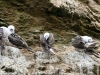 Islas Ballestas, Vogelparadies