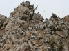 Islas Ballestas, Vogelparadies