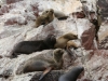 Islas Ballestas, Seelöwen, Robben