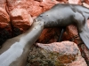 Islas Ballestas, Seelöwen streiten sich um die besten Liegeplätze