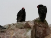 Islas Ballestas, Vogelparadies, auch für Aasfresser