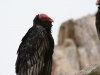 Islas Ballestas, Vogelparadies, auch für Aasfresser