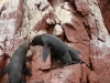 Islas Ballestas, Seelöwen streiten sich um die besten Liegeplätze