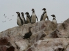 Islas Ballestas, Vogelparadies, auch für Pinguine