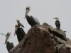 Islas Ballestas, Vogelparadies