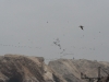 Islas Ballestas, Vogelparadies