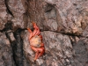 Islas Ballestas, Ein Krebs an exponierter Stelle