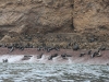 Islas Ballestas, Seelöwen, Robben, ...