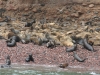 Islas Ballestas, Seelöwen, Robben, ...