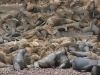 Islas Ballestas, Seelöwen, Robben, ...