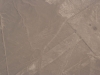 Die Linien von Nazca, Blume