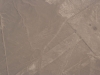 Die Linien von Nazca, Blume