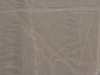 Die Linien von Nazca, Vogel