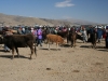 Viehmarkt auf dem Weg nach Anapia