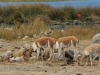 Isla Anapia, Ausflug Nebeninsel, Guanacos