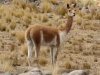 Isla Anapia, Ausflug Nebeninsel, Guanacos