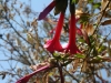 Isla Anapia, Ausflug Nebeninsel, Perus Nationalblume