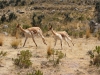 Isla Anapia, Ausflug Nebeninsel, Guanacos