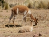 Isla Anapia, Ausflug Nebeninsel, Guanacos