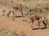 Isla Anapia, Ausflug Nebeninsel, Guanacos