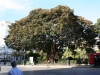 Stadt-Rundgang am 1. Tag: große Bäume